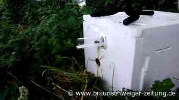 Studie: Hummeln wehren Angriffe Asiatischer Hornissen ab