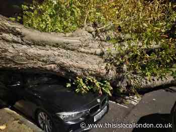 Kentish Town tree that fell in Storm Agnes 'rotten inside'