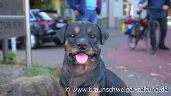 «Iwan der Erschreckende»: Hunde bellen für besseres Radwegenetz