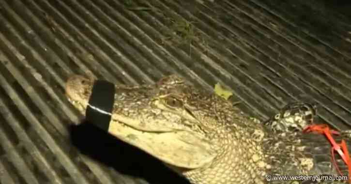 Gators Galore: 9 Recovered from PA Home After 6-Footer Breaks Free, Calls on Neighbor