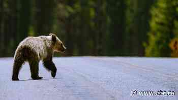 Alberta no longer has a human-wildlife conflict specialist. Some want that to change