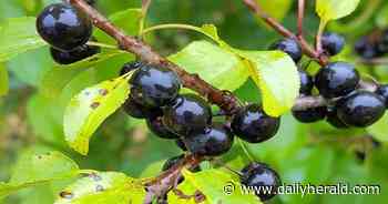 A bounty on buckthorn: Lake Zurich-based group offers cash for removal of invasive trees