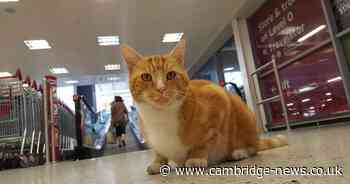 Famous Ely cat Garfield to be remembered in new memorial in city