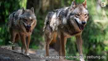 Der Wolf im Harz: Alles Wichtige rund um das Raubtier
