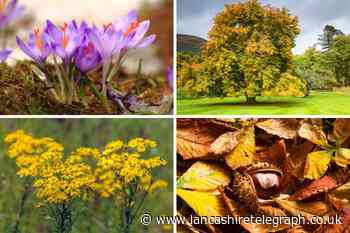 Which plants are toxic to dogs? See 7 that come out in Autumn