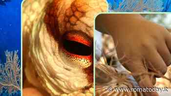 Le Secche di Tor Paterno: ventimila specie (o quasi) sotto il mare