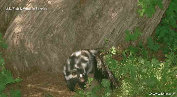Skunk native to Texas will not be added to endangered or threatened species list