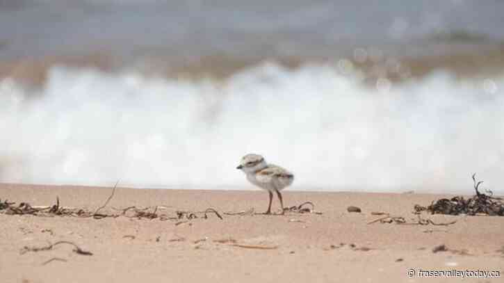 P.E.I. piping plover numbers see a tiny bump this year from effects of Fiona