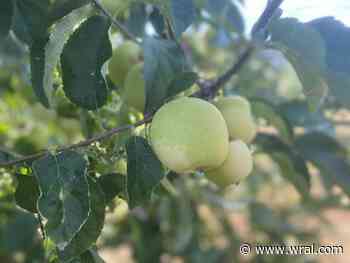 It's apple season. Here's where to get the pick of the crop