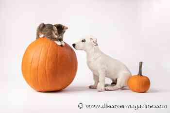 Is Pumpkin Good for Dogs or Cats: What Are the Health Benefits?