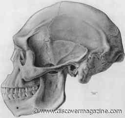 Who Was Homo Soloensis, the “Solo Man?”