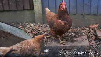Is this the key to curbing the spread of bird flu? Scientists genetically engineer CHICKENS that are resistant to avian influenza