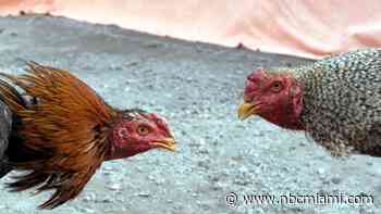 Miami-Dade man arrested after roosters, cockfighting training ring found at home: Police