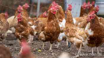 Geflügelfirmen fordern europaweit gleiche Standards