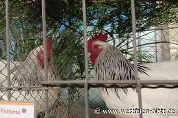 Stemwede: Züchter machen Hühner schick