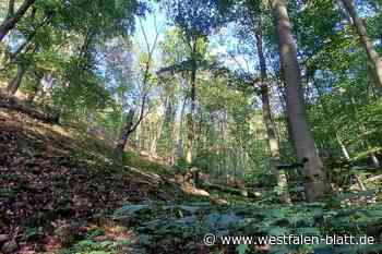 Nationalpark Egge: Paderborner CDU ringt um ihre Position