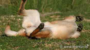 Ist es vielleicht Ihrer? Welche Hunderasse ist eigentlich die intelligenteste?