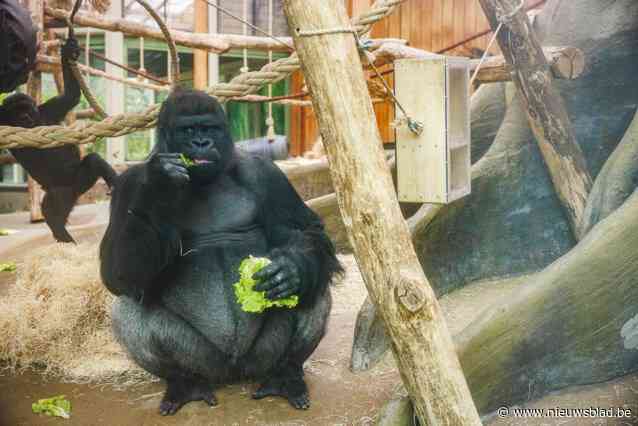 “Zwartste dag in mijn carrière”: dierenarts over enorme verslagenheid in Antwerpse Zoo na dood gorilla Matadi