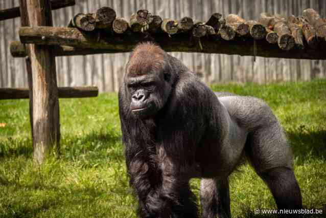 Onverwacht afscheid van zilverrug Matadi in Antwerpse Zoo: van brokkenparcours tot grote vriendelijke reus