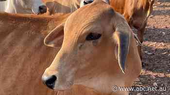 Cosmetic skin blemishes on this Brahman mean it can't be exported to Indonesia. Why?