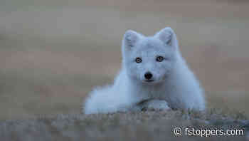 5 Gift Ideas for Wildlife Photographers