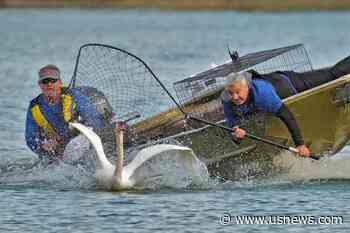 Swans in Florida That Date to Queen Elizabeth II Gift Are Rounded up for Their Annual Physicals