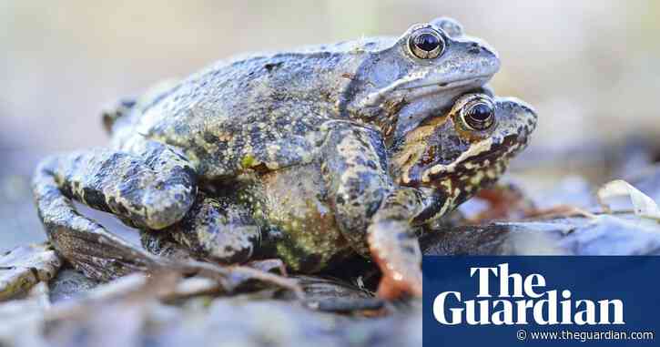 Female frogs appear to fake death to avoid unwanted advances, study shows