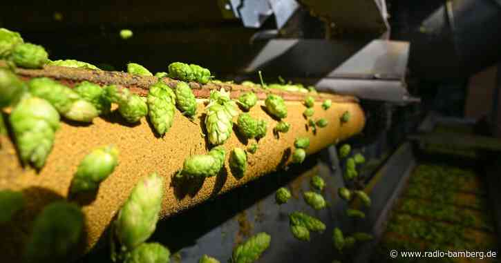 Klimawandel schmälert Ernte von Bier-Grundstoff Hopfen