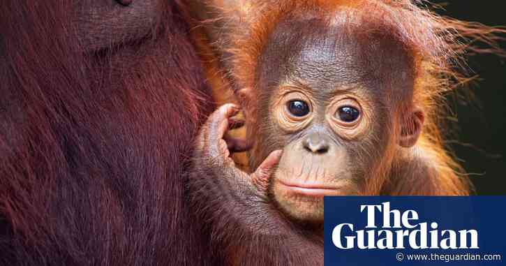 Orangutan killings in Borneo likely still occurring in large numbers