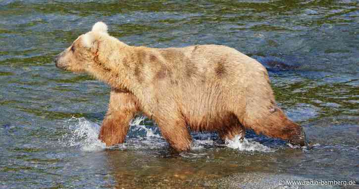 Braunbär-Weibchen Grazer gewinnt «Fat Bear»-Wahl