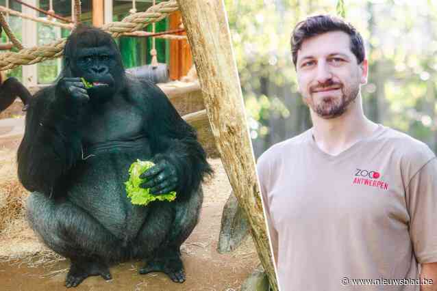 Dierenarts Jonas over enorme verslagenheid in zoo na dood gorilla Matadi: “Zwartste dag in mijn carrière”