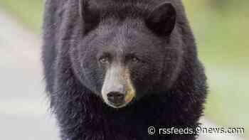 Bear that chased two boys in Colorado Springs put down