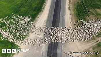 Watch: Drone captures mesmerising flock of sheep crossing US highway