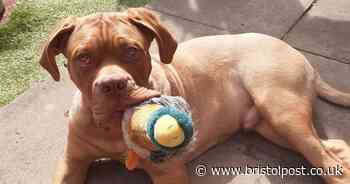 Dog owner sworn at by walker in park after her puppy was mistaken for an XL Bully