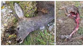 Kurioser Rehriss: War es ein Wolf? Kadaver plötzlich verschwunden