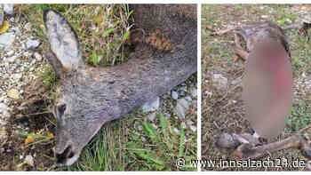 Kurioser Rehriss: War es ein Wolf? Kadaver plötzlich verschwunden