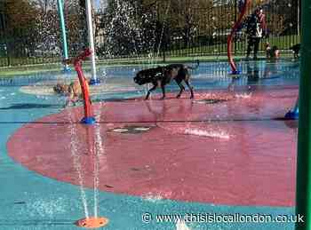 Doggie splash at King George’s playing fields, Brentwood