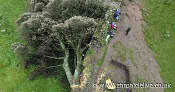 National Trust confirms plans for felled Sycamore Gap tree as work begins to remove it from Hadrian's Wall
