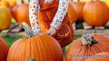 La Sagra della zucca alla Fattorietta
