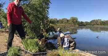 'It's a much clearer, prettier area': Libertyville High student-led Buter Lake shoreline restoration nears completion