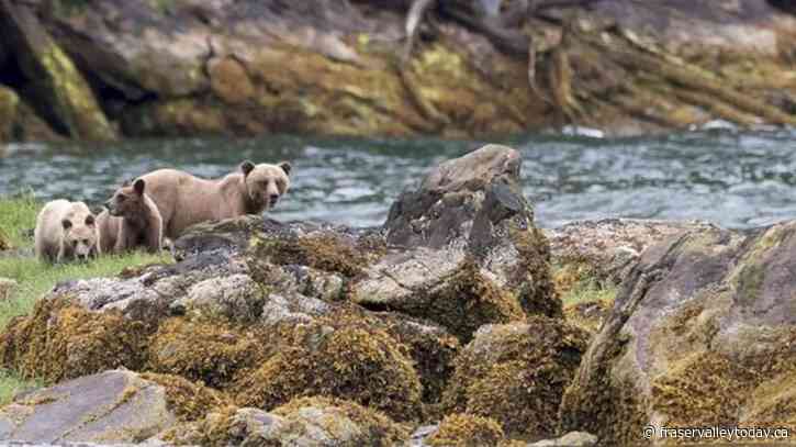 Conservationists raise concerns over B.C.’s proposed grizzly bear stewardship plan