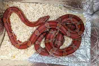 Snake dumped in M&S bag near premier league football stadium