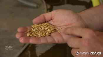 Beer from our backyards