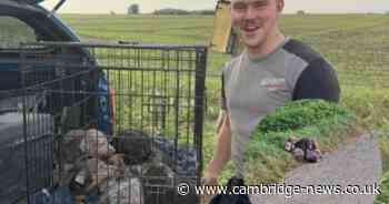 Caring Cambridgeshire builders rescue seven puppies found abandoned on road side
