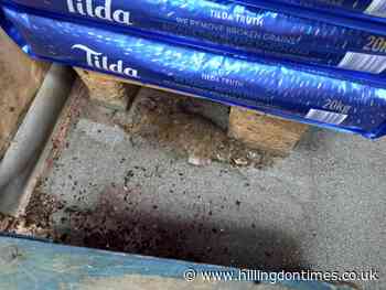 Hayes cash and carry director fined over rat problems