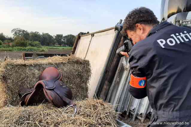 Vier verdachten in cel na talrijke diefstallen van zadels in maneges: “150 zadels gevonden maar wellicht al vele in buitenland”