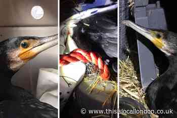 Cormorant bird dies after being rescued from Danson Park lake
