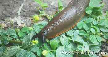 Mrs Hinch fans share 'cheapest way' to get rid of slugs from homes