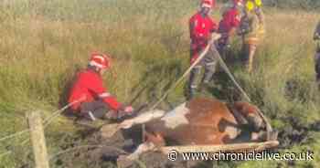 Horse rescued by firefighters and RSPCA after getting tangled in barbed wire in Stanley