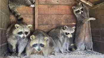 Ontario seizes nearly 100 raccoons from rehab facility that says it has done nothing wrong